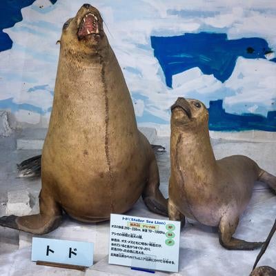 トドの吠える迫力を伝える剥製の写真
