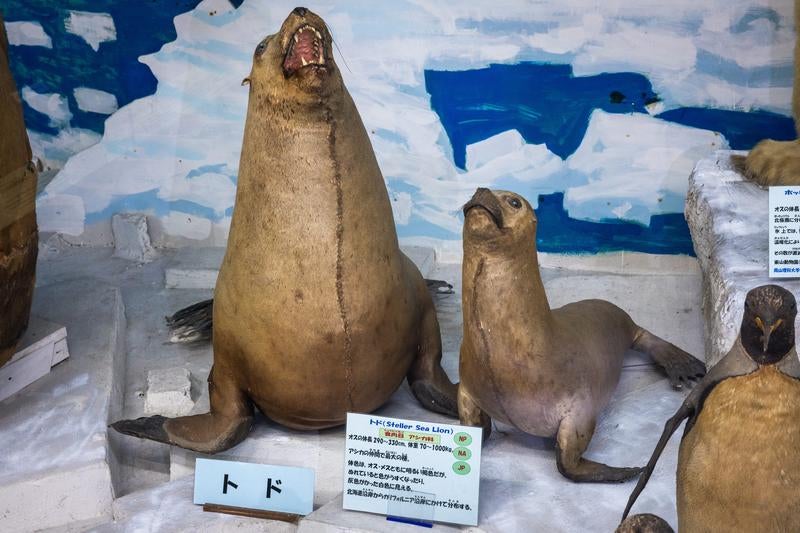 トドの吠える迫力を伝える剥製の写真