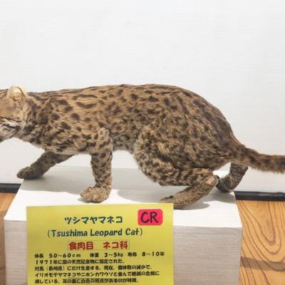 ツシマヤマネコの剥製の写真