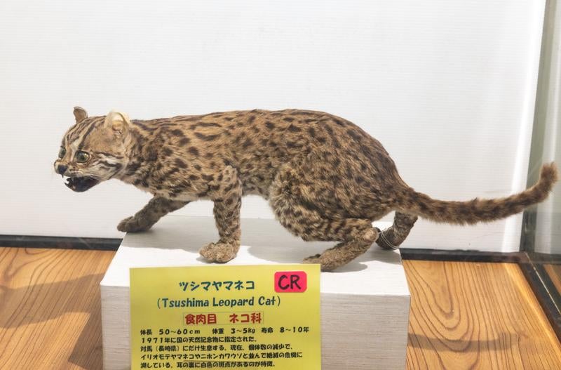 スマトラトラの剥製 - ネコ科の大型肉食動物 - ぱくたそ