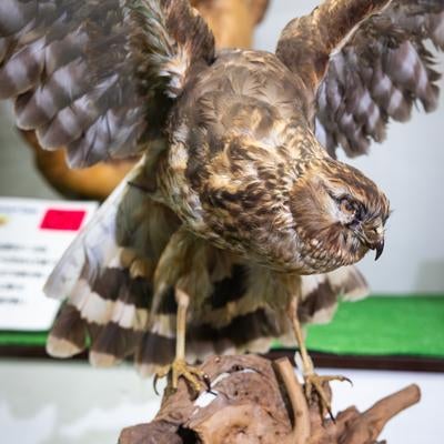 翼を広げるチュウヒの迫力を伝える剥製の写真