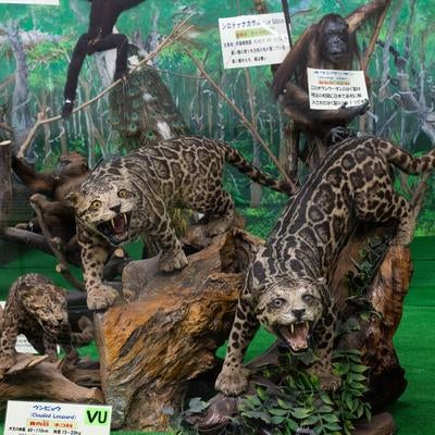 斑紋と鋭い目が語るウンピョウの魅力的な剥製展示の写真