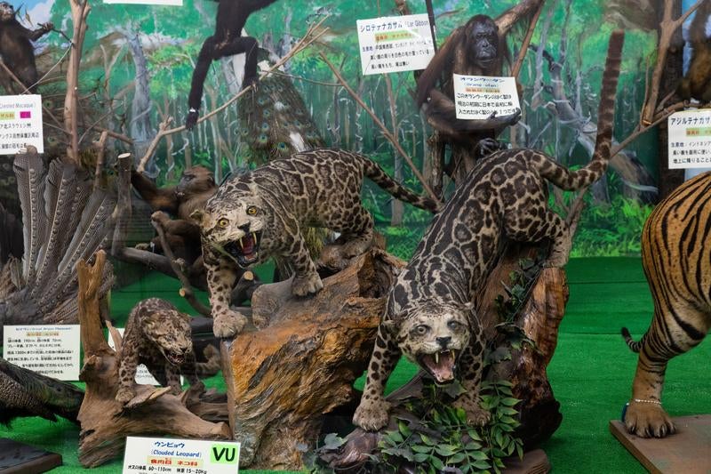 威嚇するヒョウのメスの剥製展示 - 口を開けて牙を見せる自然史博物館