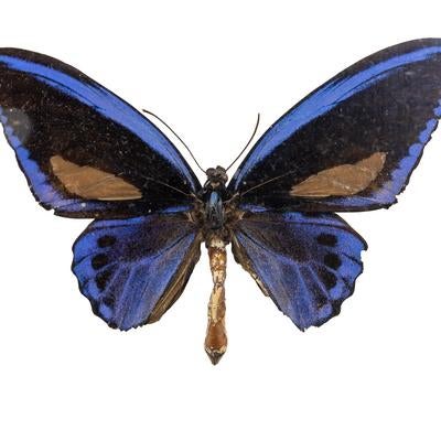 ウルビレアトリバネアゲハ（ソロモン）オスの標本の写真