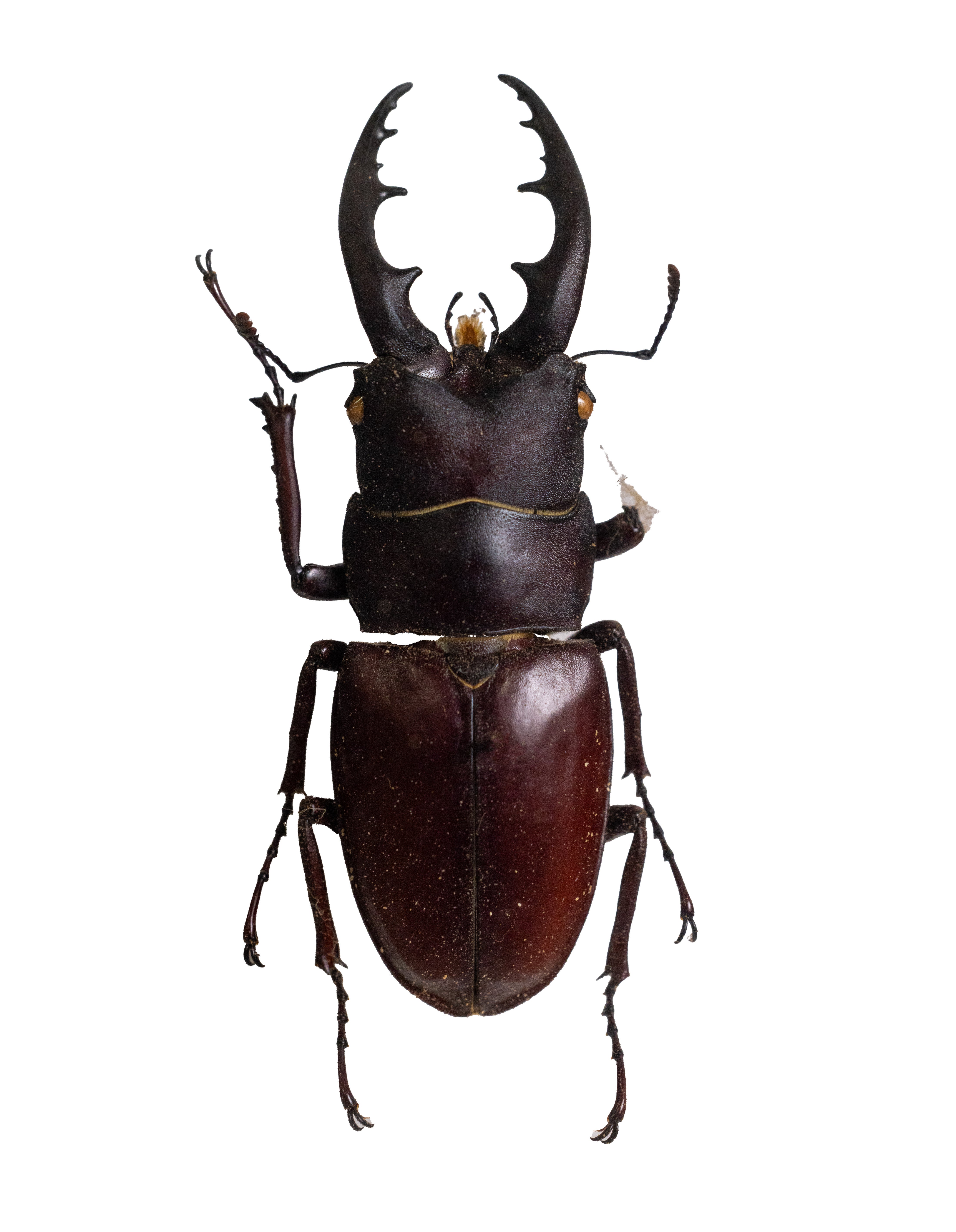 husigikann_yaeyamanokogirikuwa