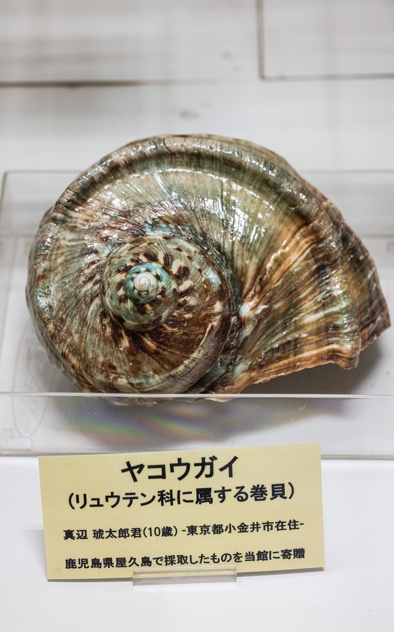 貝殻の輝きが際立つヤコウガイの化石の写真