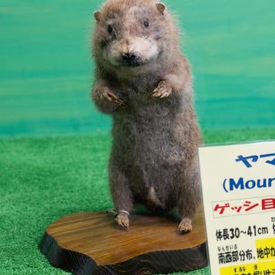 立ち上がるビーバーの剥製の写真