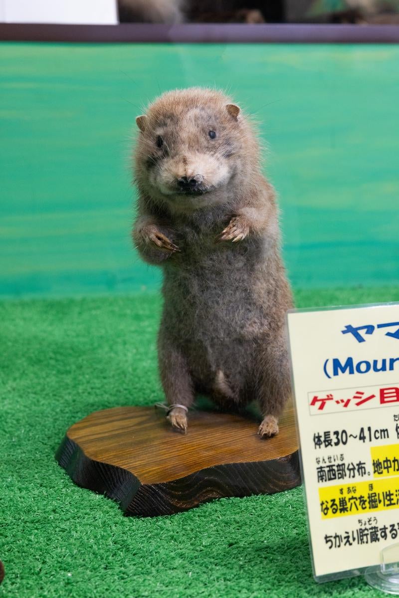 立ち上がるビーバーの剥製の写真