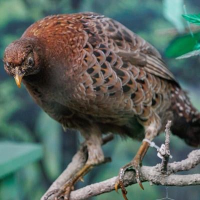 木の枝にとまる自然なポーズのヤマドリの剥製の写真