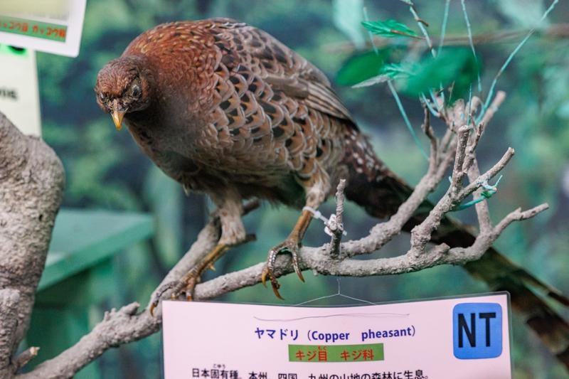 木の枝にとまる自然なポーズのヤマドリの剥製の写真