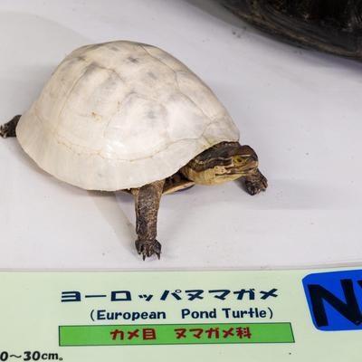 準絶滅危惧種ヨーロッパヌマガメの剥製の写真