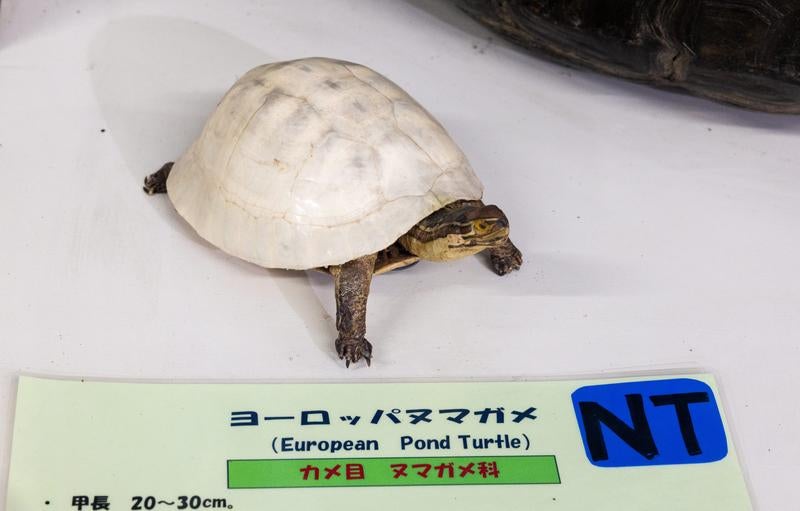 準絶滅危惧種ヨーロッパヌマガメの剥製の写真