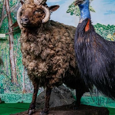 ヨツヅノレイヨウとヒクイドリの剥製の様子の写真