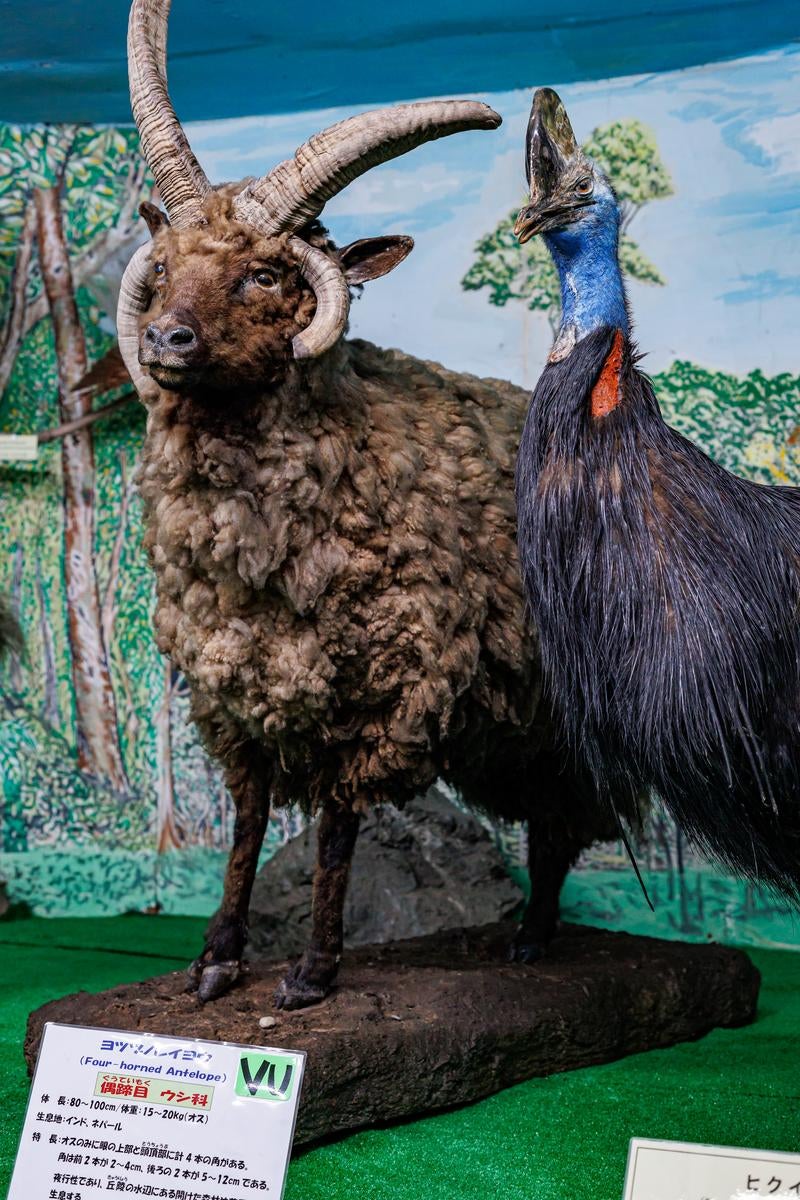 ヨツヅノレイヨウとヒクイドリの剥製の様子の写真