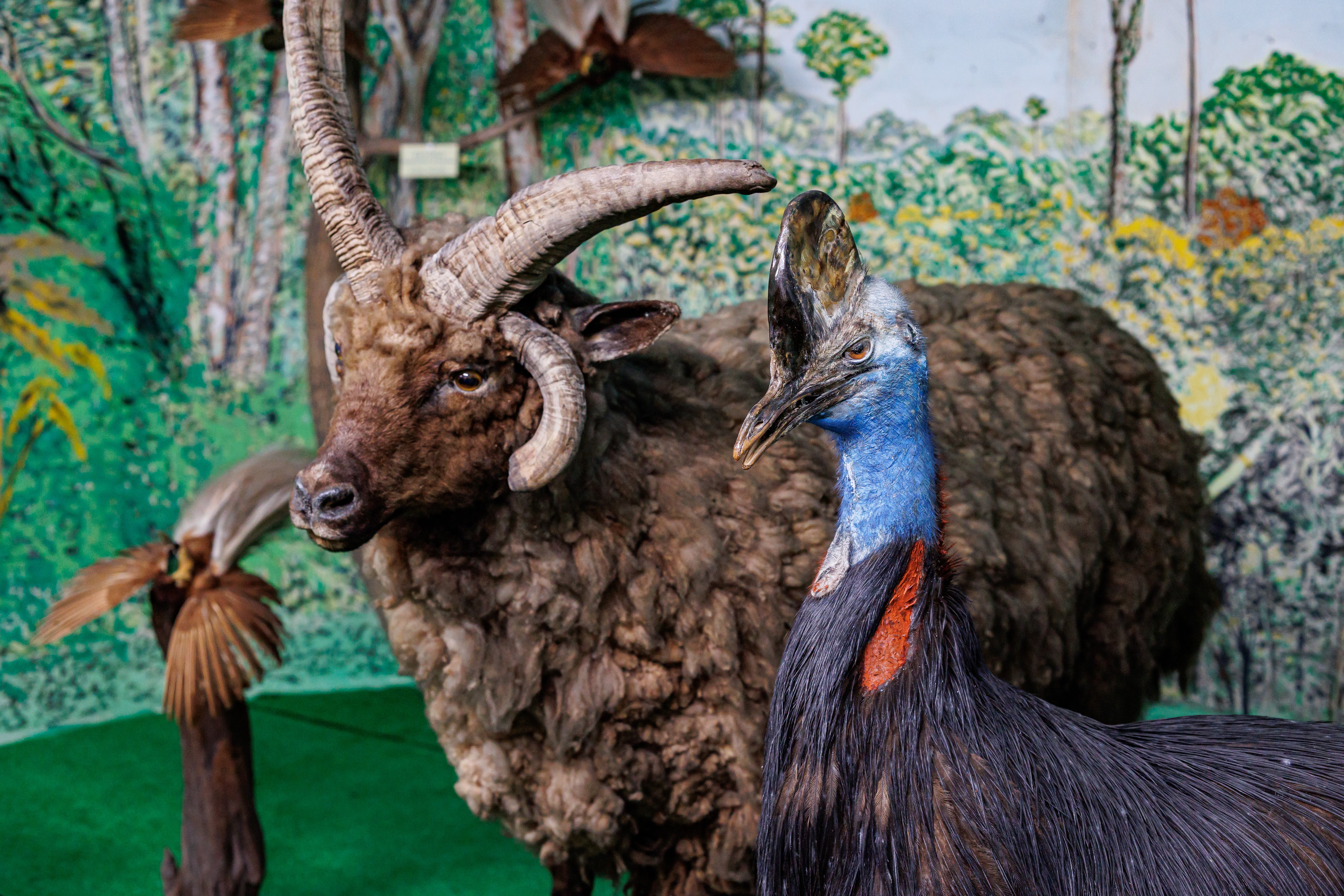 山羊の剥製　装飾 ヤギの剥製 やぎ 山羊 美品 白毛 ディスプレイ インテリア 壁掛け