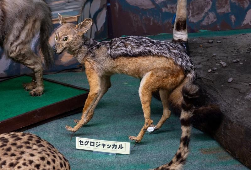 セグロジャッカルの美しい背中の模様の写真