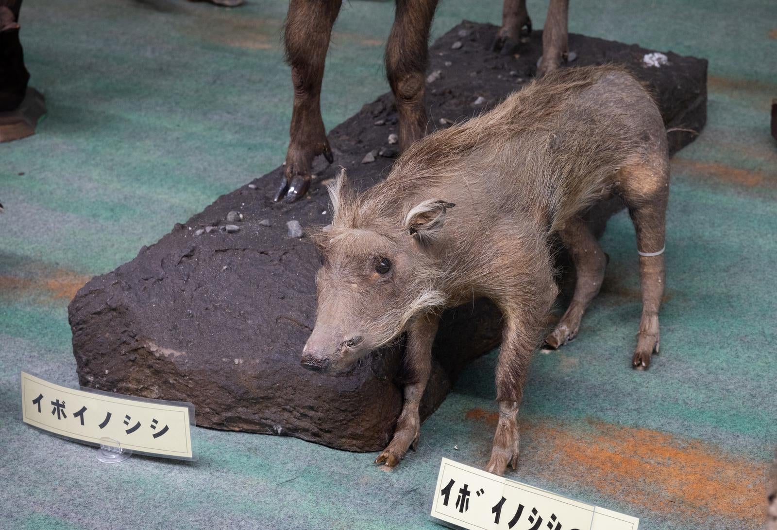 「イボイノシシの剥製」の写真