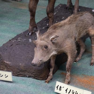 イボイノシシの剥製の写真