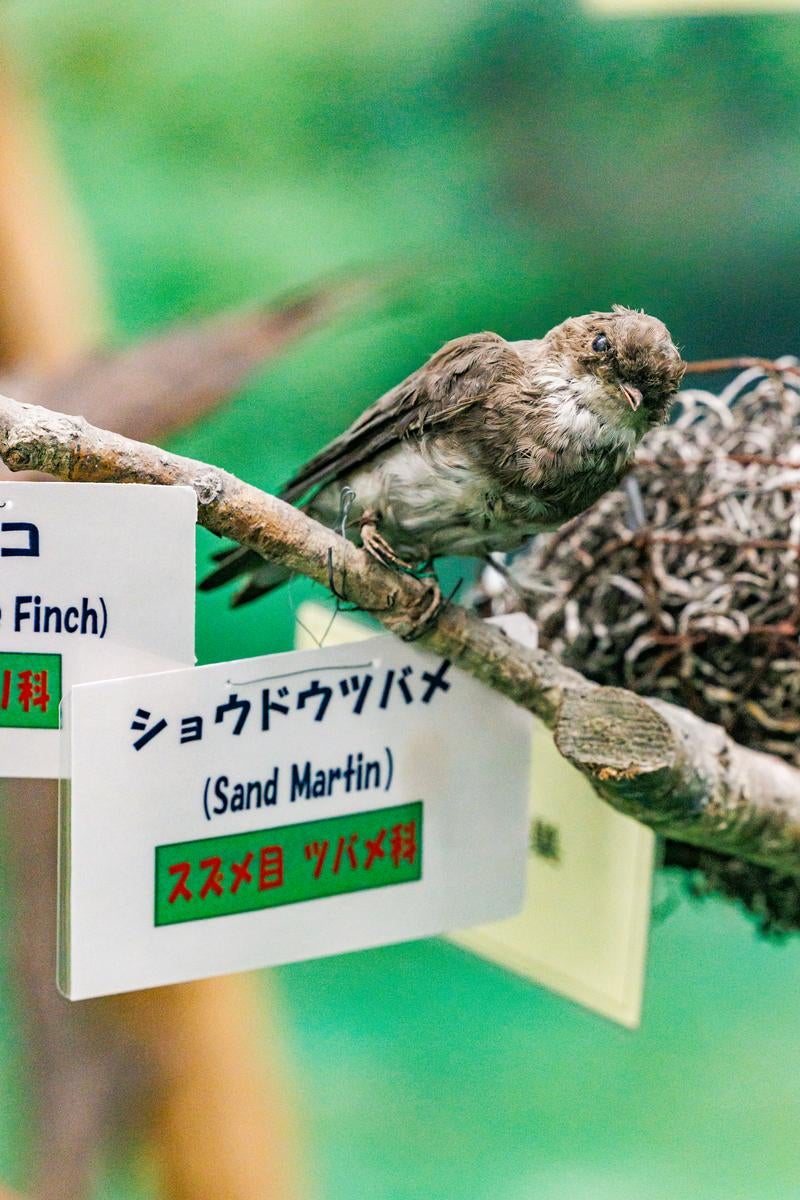 枝にとまるショウドウツバメの剥製の写真