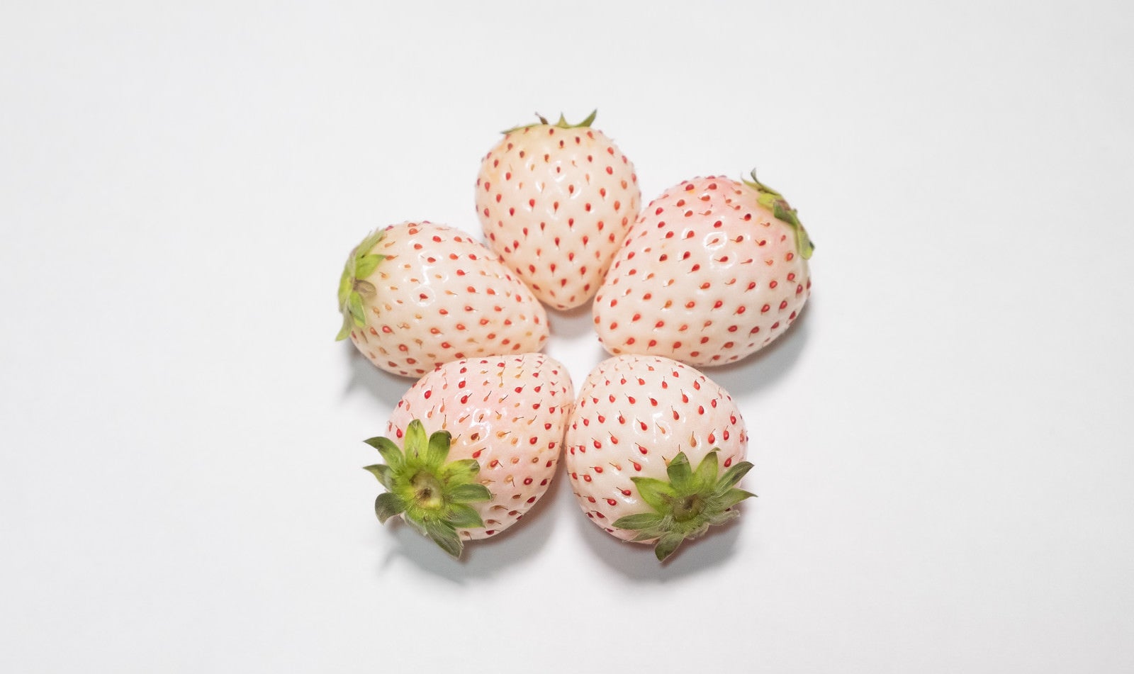 「実を寄せ合う白い苺」の写真