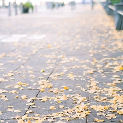 歩道と銀杏の落ち葉の写真