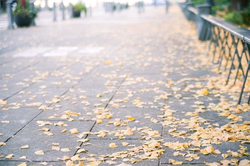 歩道と銀杏の落ち葉の写真