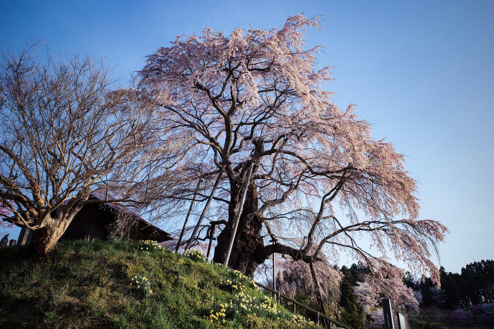 「青空と枝垂れ桜（上石の不動ザクラ）」の写真