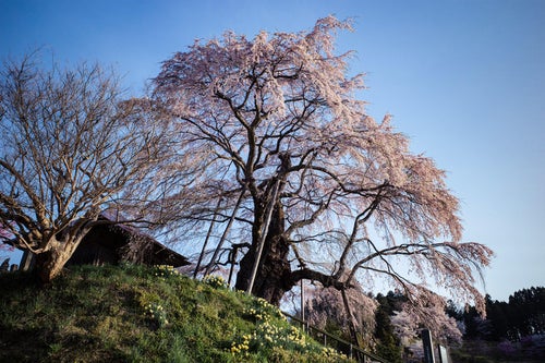 青空と枝垂れ桜（上石の不動ザクラ）の写真