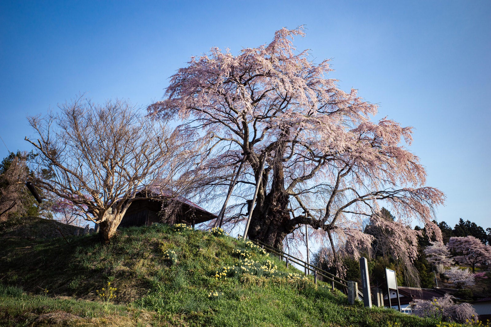「不動堂と満開の枝垂れ桜（上石の不動ザクラ）」の写真