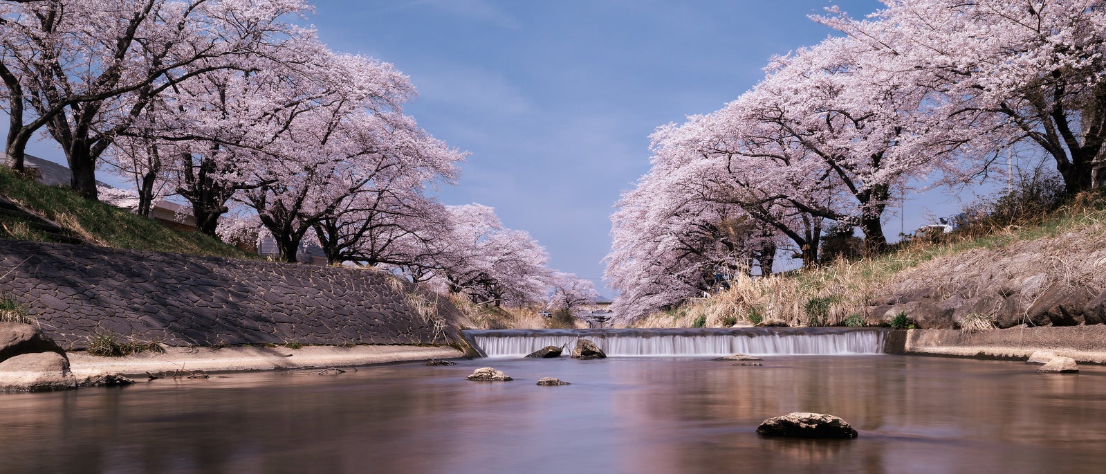 「両岸にずらりと並ぶ藤田川の桜並木」の写真