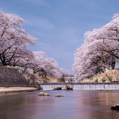 両岸にずらりと並ぶ藤田川の桜並木の写真