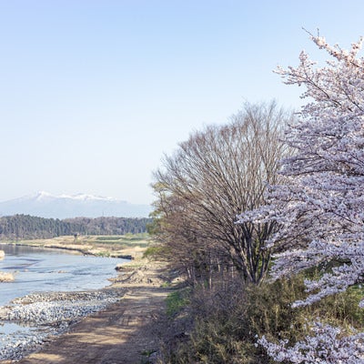 阿武隈川と桜と安達太良山の写真