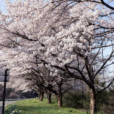 満開の桜並木（藤田川ふれあい桜）の写真