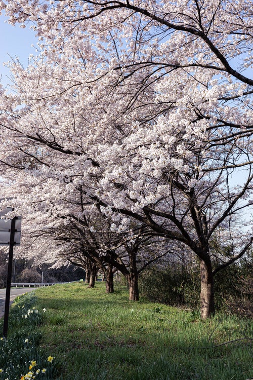 満開の桜並木（藤田川ふれあい桜）の写真