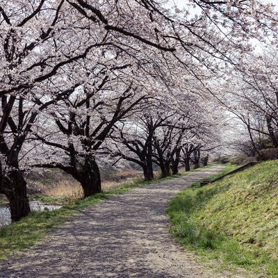 桜並木に落ちる影の写真