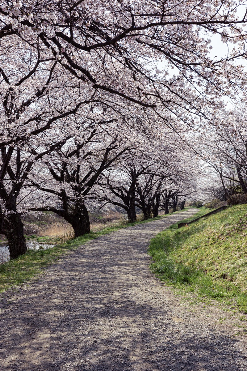 「桜並木に落ちる影」の写真