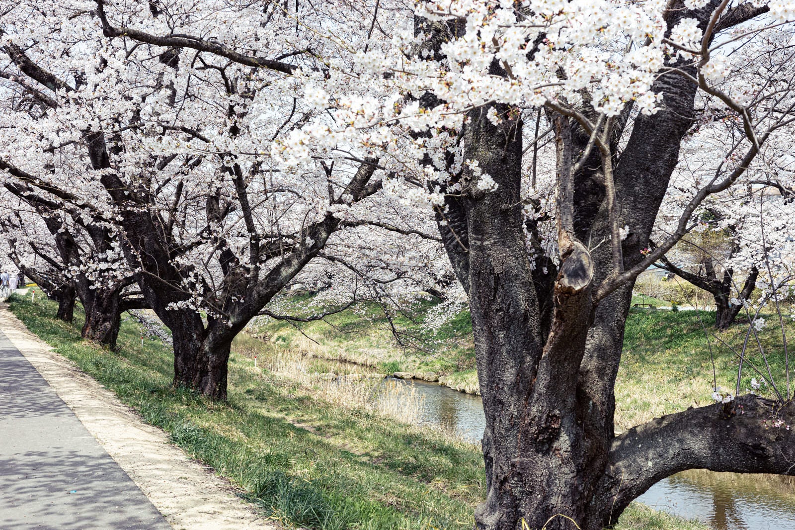 「藤田川ふれあい桜の太い幹」の写真