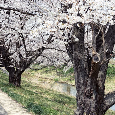 藤田川ふれあい桜の太い幹の写真