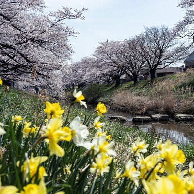 水仙と藤田川ふれあい桜の写真