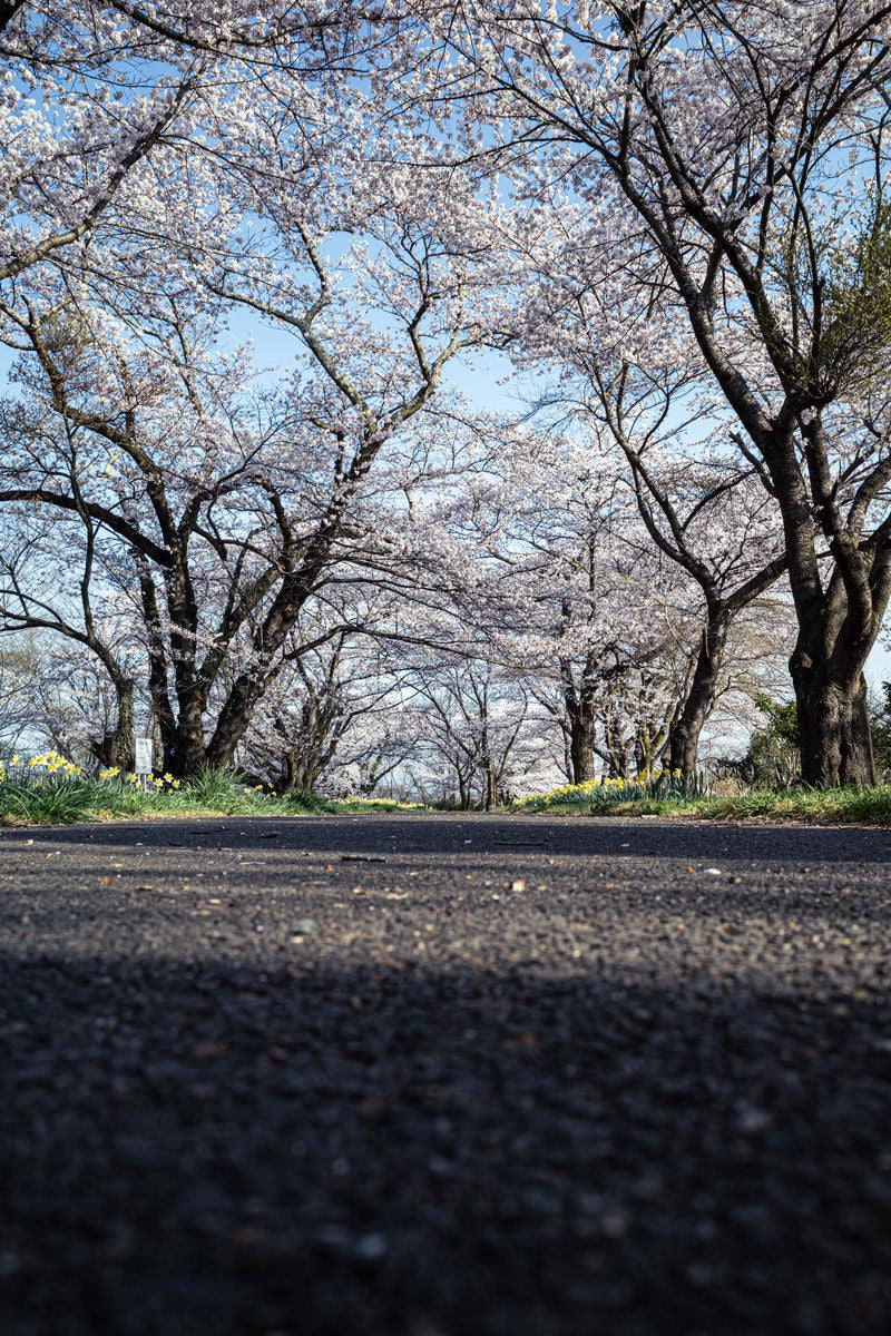「桜並木のアスファルトの道路」の写真