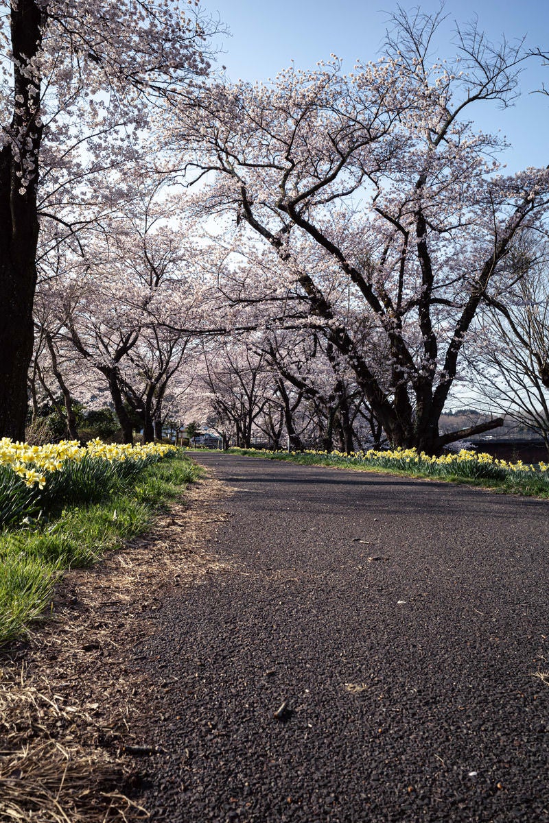 「桜並木へと続くアスファルトの路面（藤田川ふれあい桜）」の写真