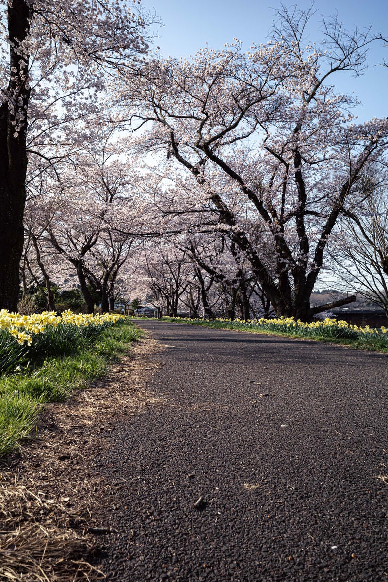 桜並木へと続くアスファルトの路面（藤田川ふれあい桜）の写真