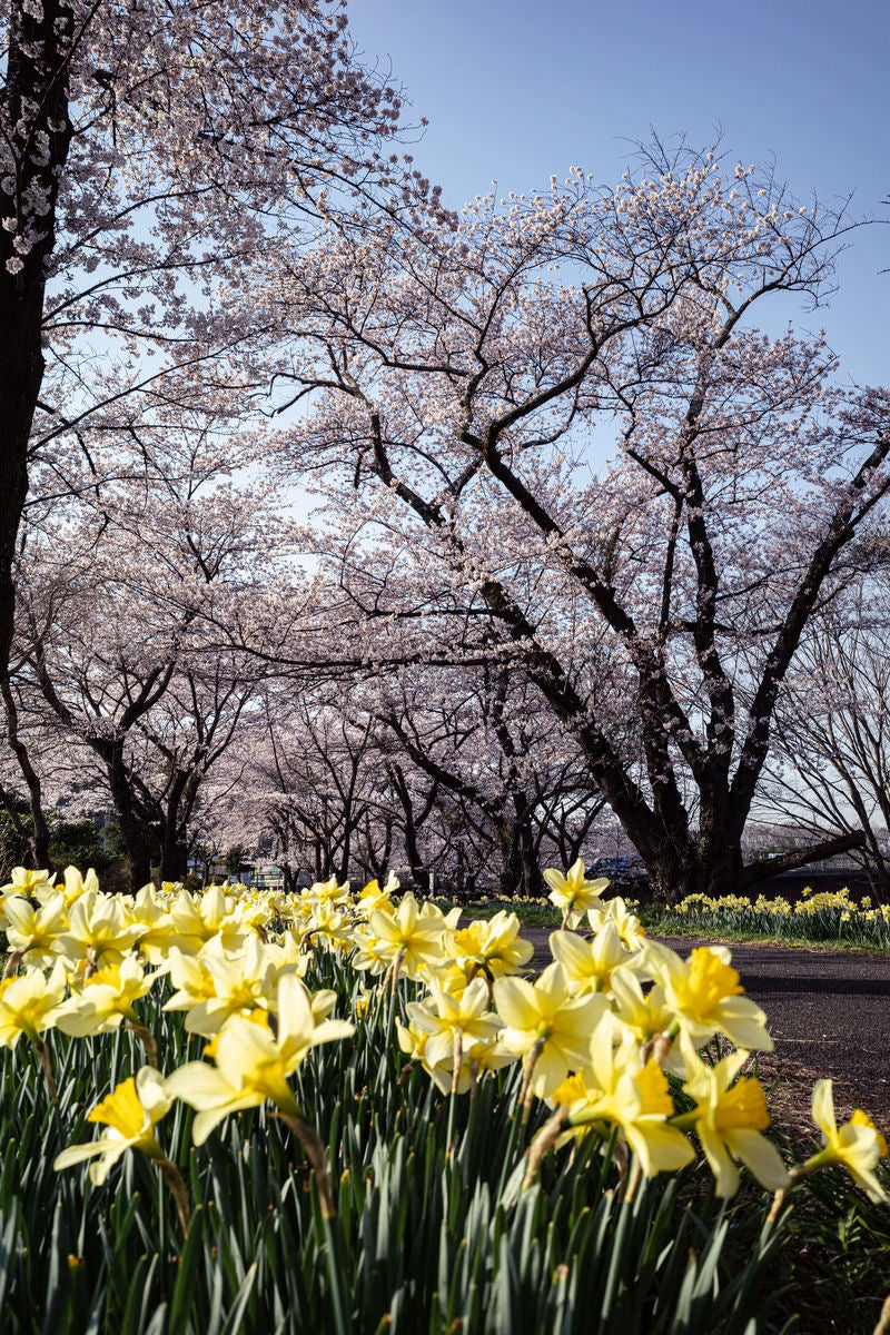 道端に群生する花と藤田川ふれあい桜の写真