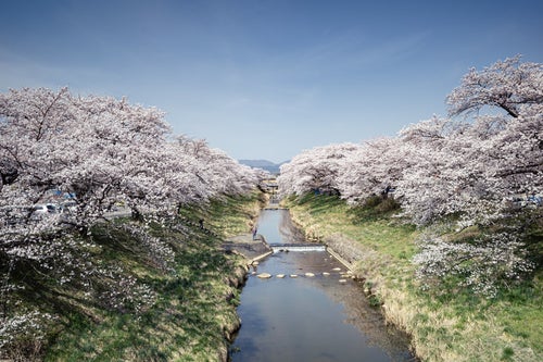 藤田川ふれあい桜の様子の写真