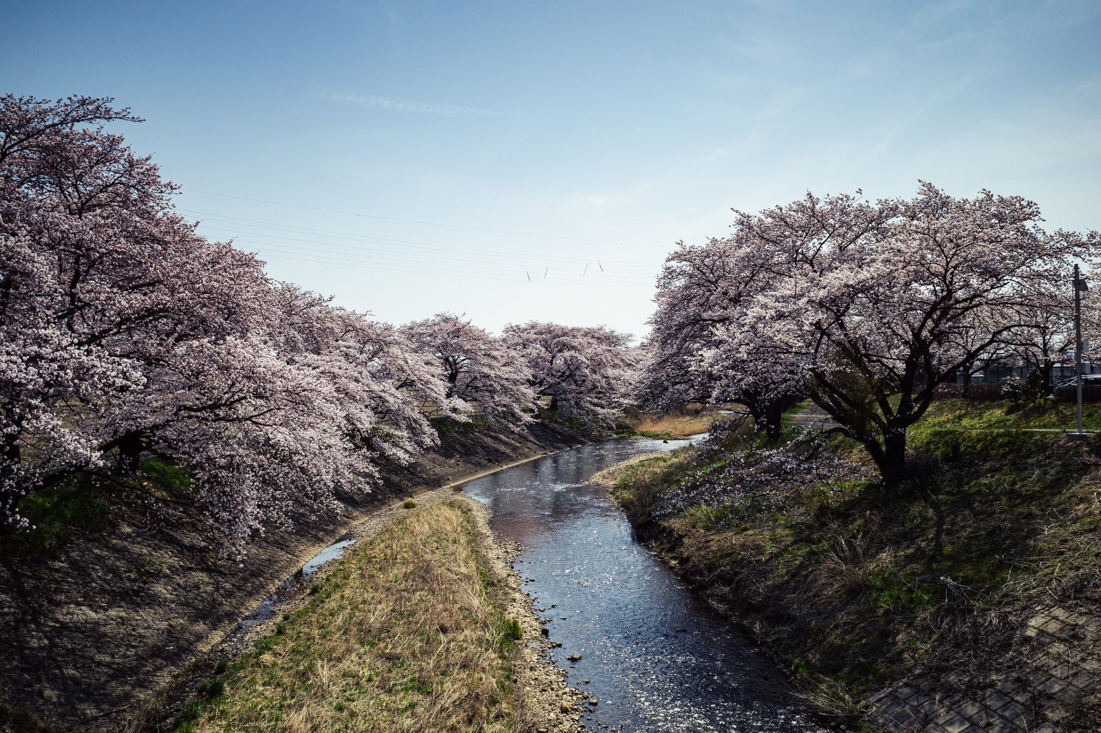 「川沿いの満開の藤田川ふれあい桜」の写真