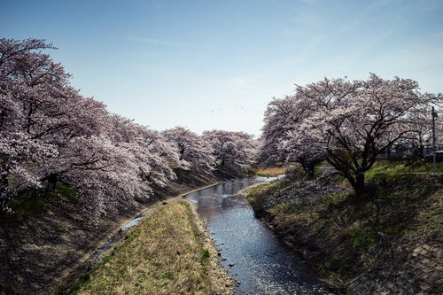 藤田川の河川沿いに咲く桜並木の写真