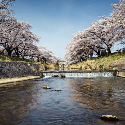 藤田川と両岸に咲く桜並木の写真