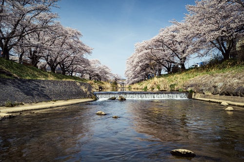 藤田川と両岸に咲く桜並木の写真