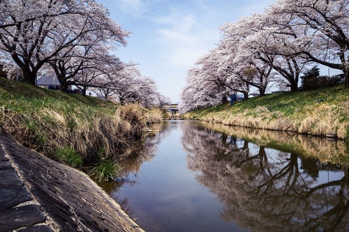 水鏡に映る満開の藤田川ふれあい桜の写真