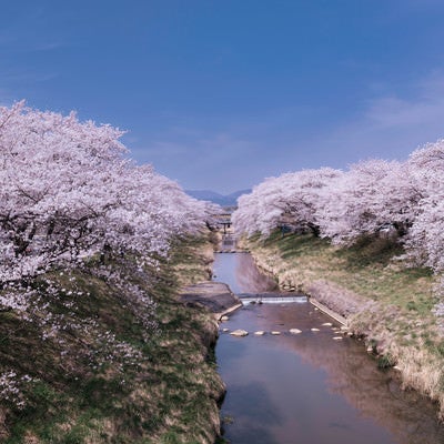 水面に映る桜並木が美しい藤田川の写真